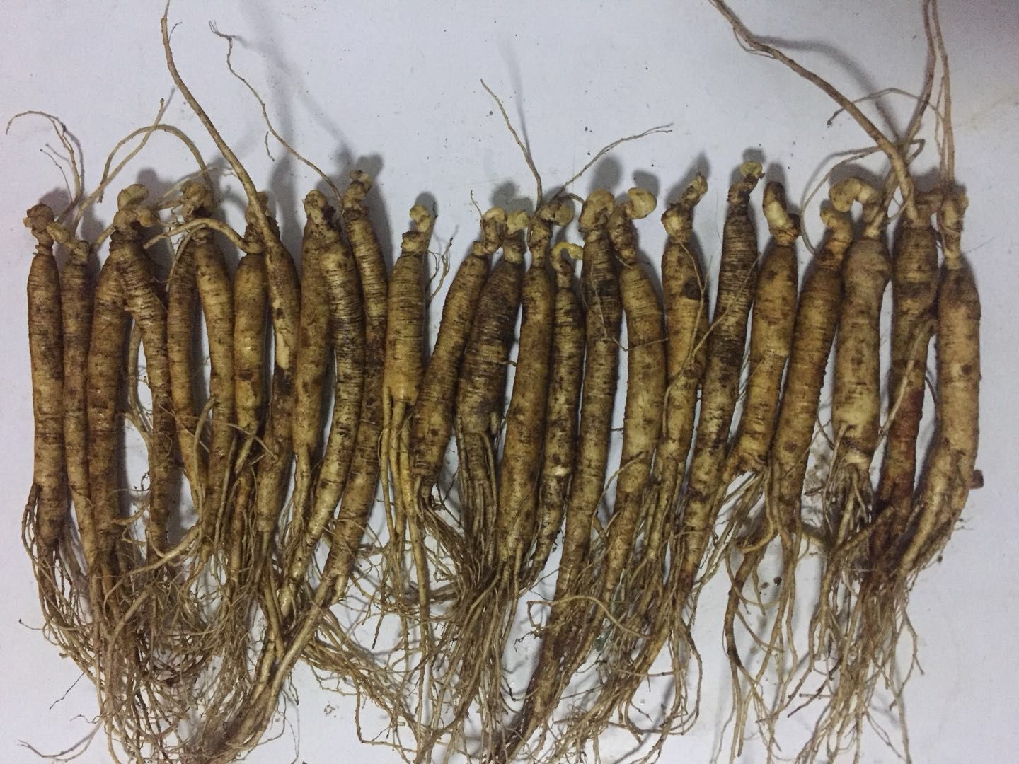 园参 鲜参 人参 鲜人参