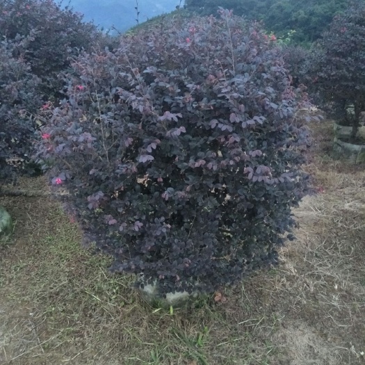 南靖县黑珍珠红继木