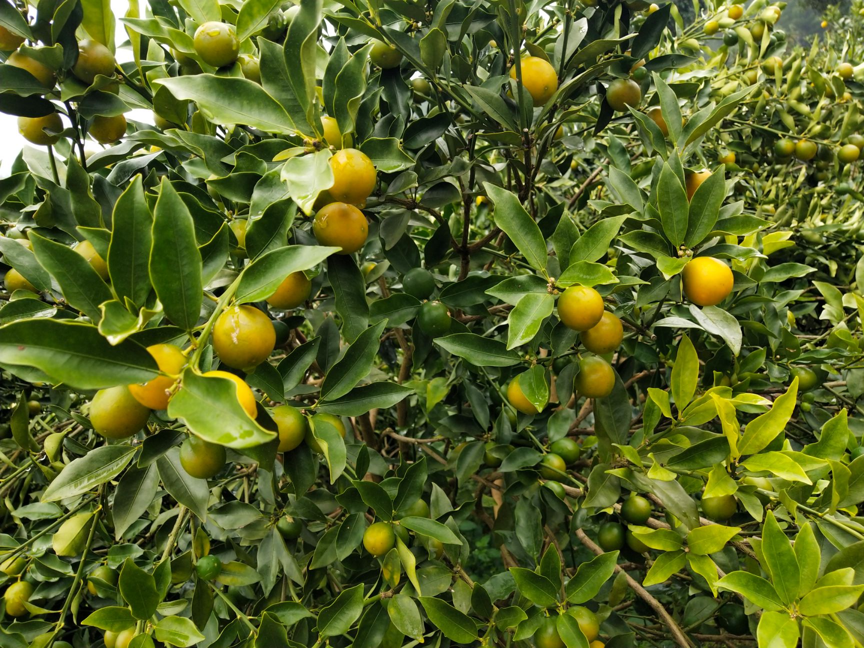 脆皮金桔 3-4cm 1两以下