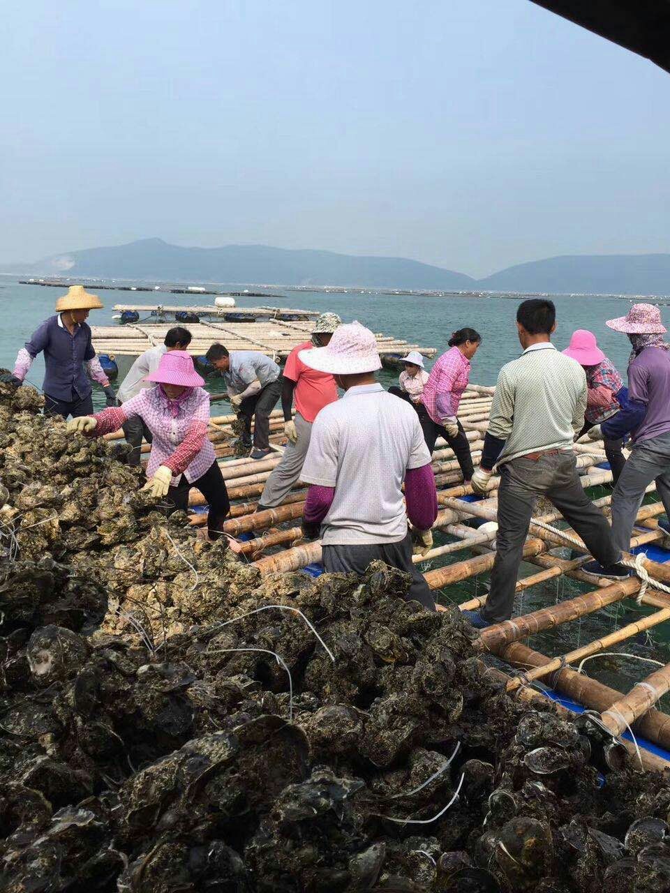 生蚝  牡蛎  台山蚝，台山蚝。台山蚝肥脆爽口，价格优惠