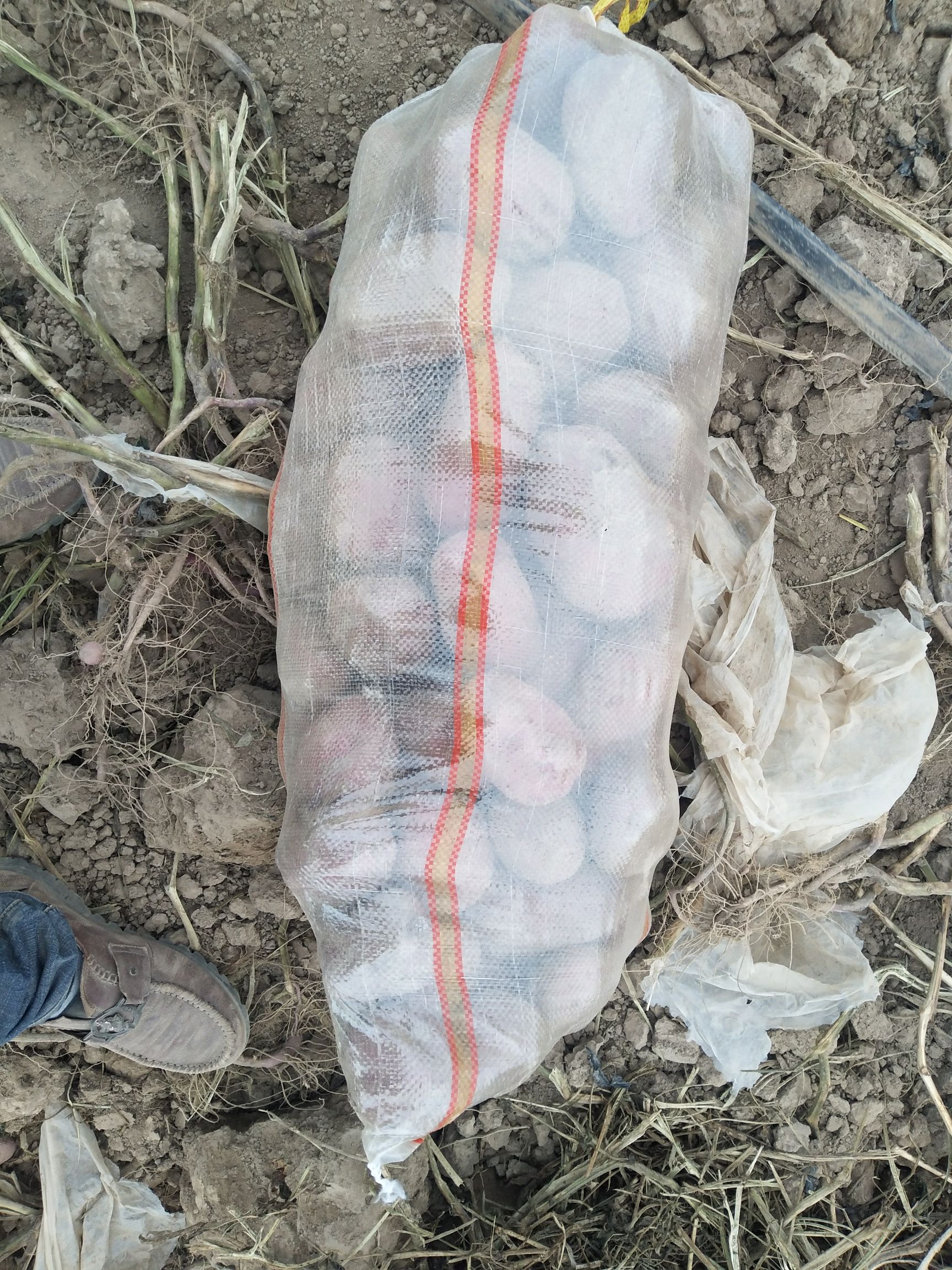 青薯9号 3两以上 