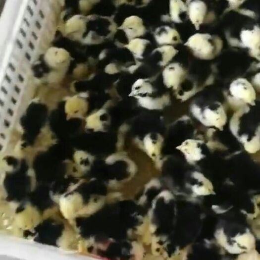 泗洪县贵妃鸡苗 