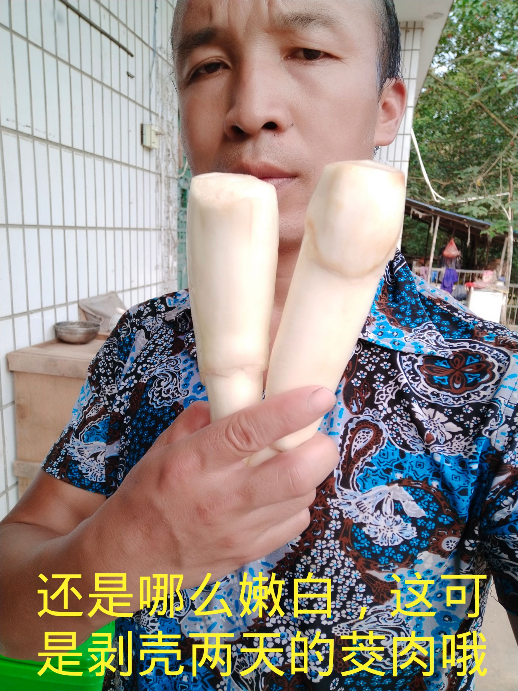 茭白种苗