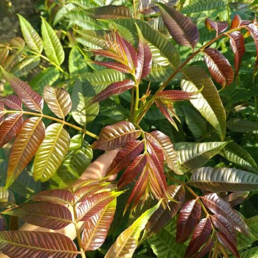 泰安红油香椿苗 2公分以下 