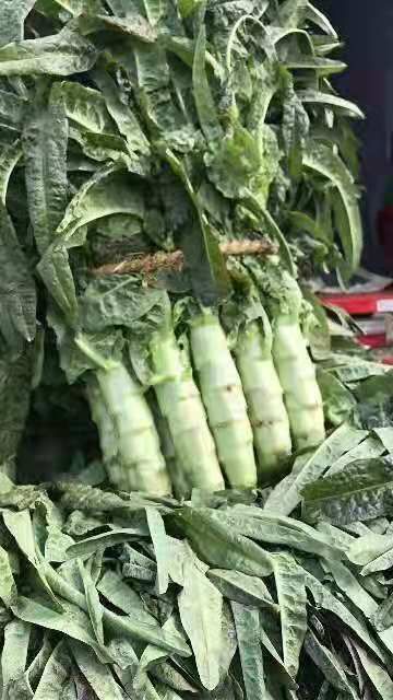 郯城县紫叶香莴笋  永安红莴苣大量上市