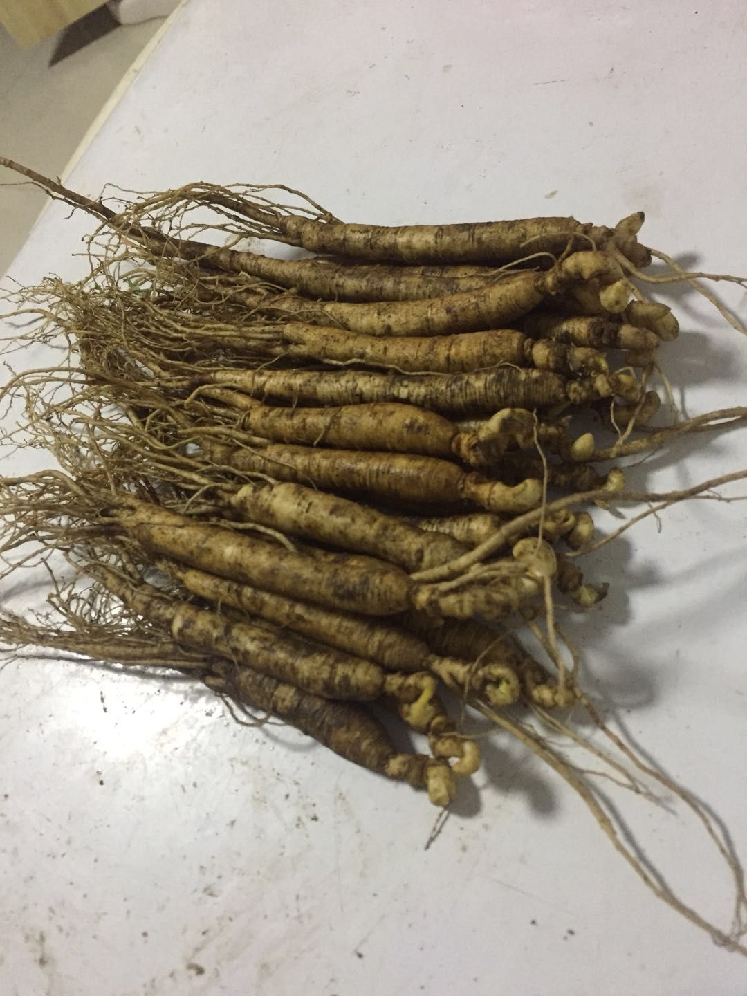 园参 鲜参 人参 鲜人参