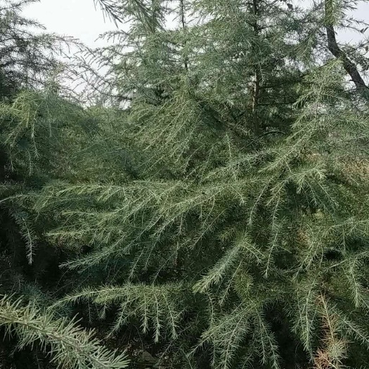周至县雪松