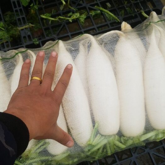 新乐市推荐 白萝卜 河北白萝卜  精品货源
