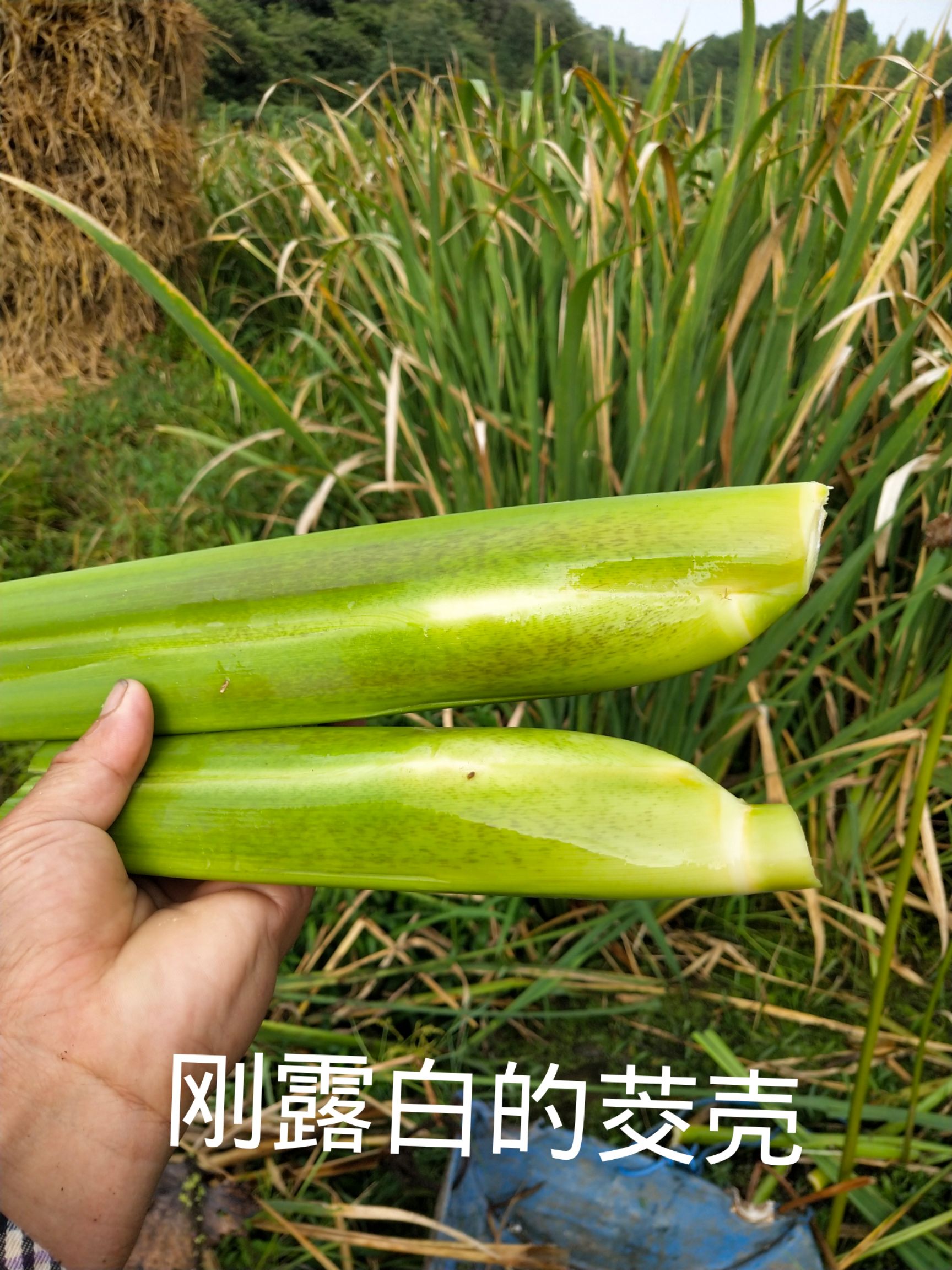 茭白种苗