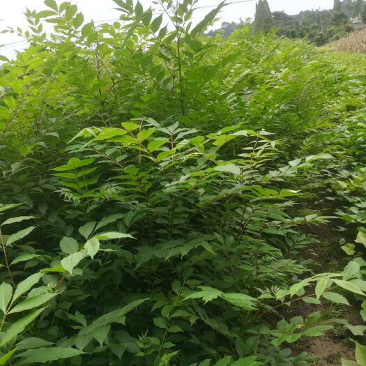 洪雅县黄柏