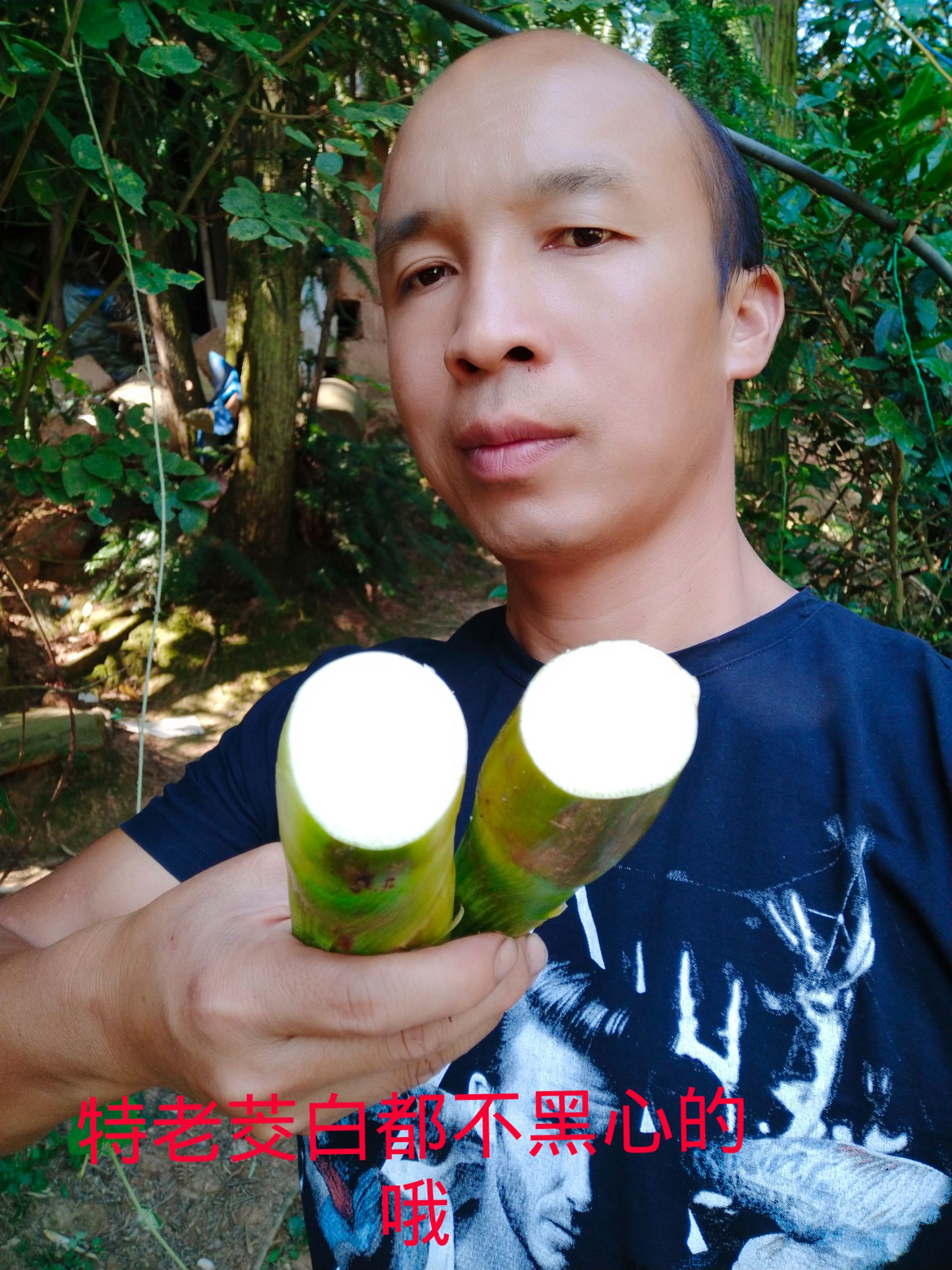 茭白种苗