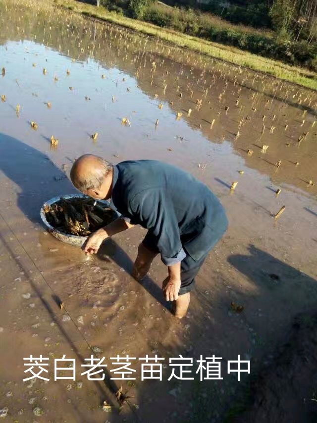 茭白种苗