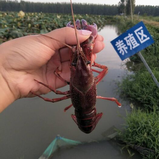 沭阳县青壳小龙虾 塘虾 4-6钱
