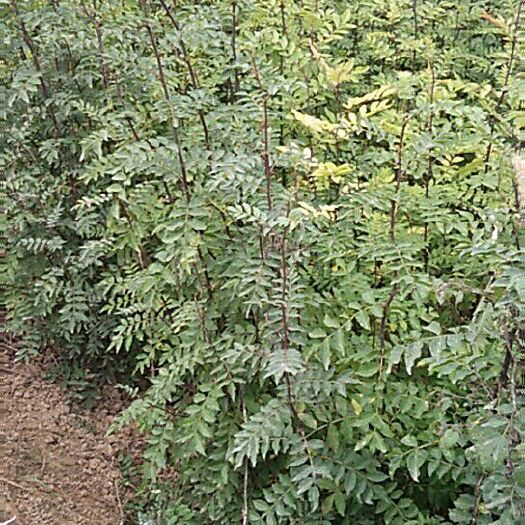 岐山县大红袍花椒苗