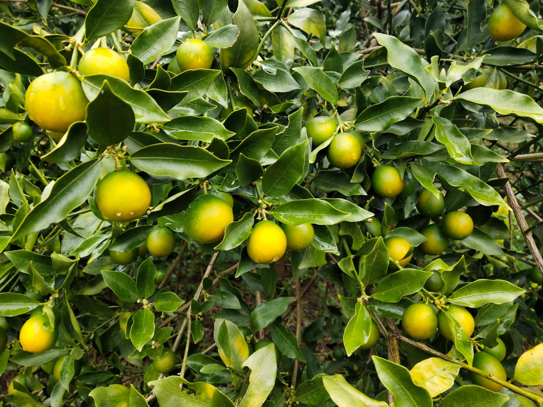 脆皮金桔 3-4cm 1两以下