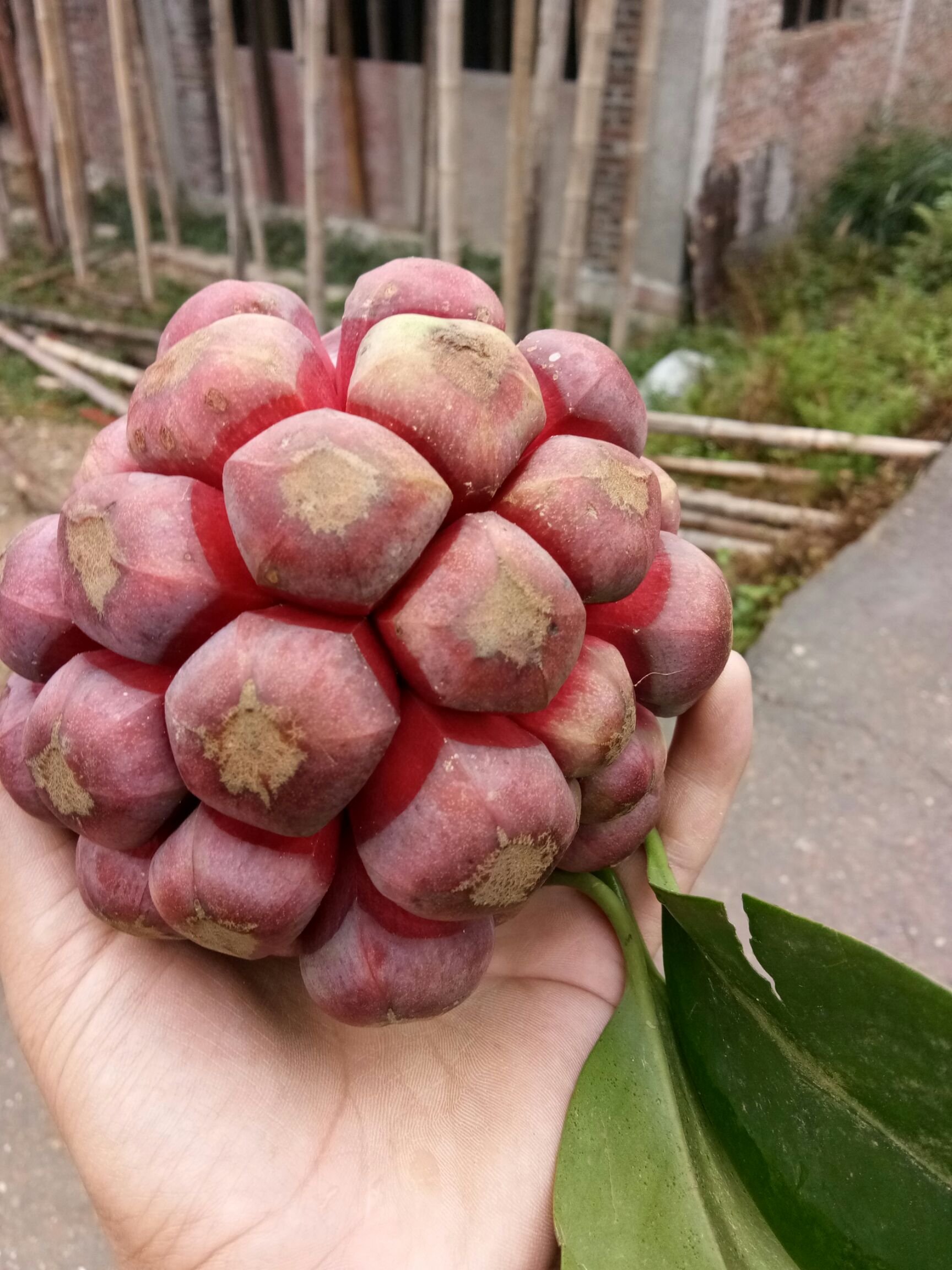  通道野生黑老虎新鲜2斤3斤5斤装包邮布福娜中药养生水果
