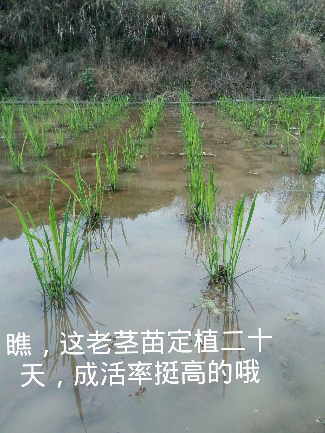 茭白种苗