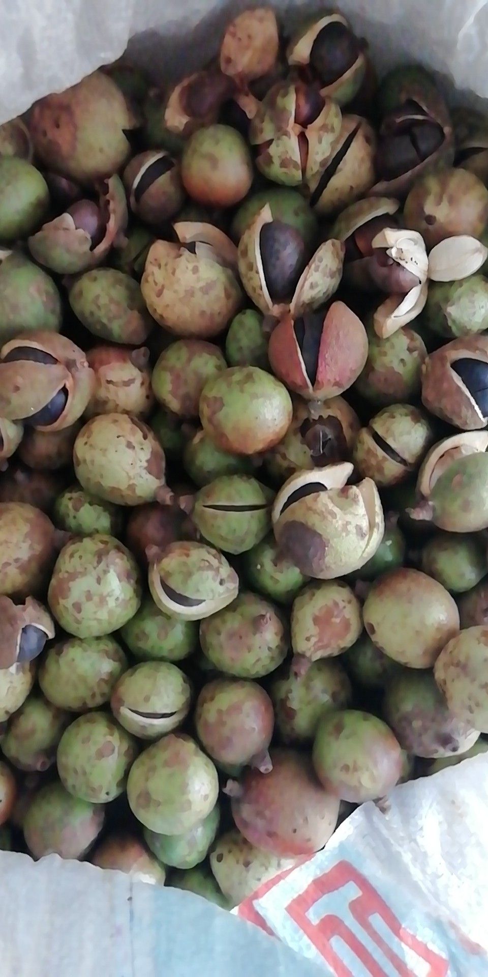 油茶籽 油茶果