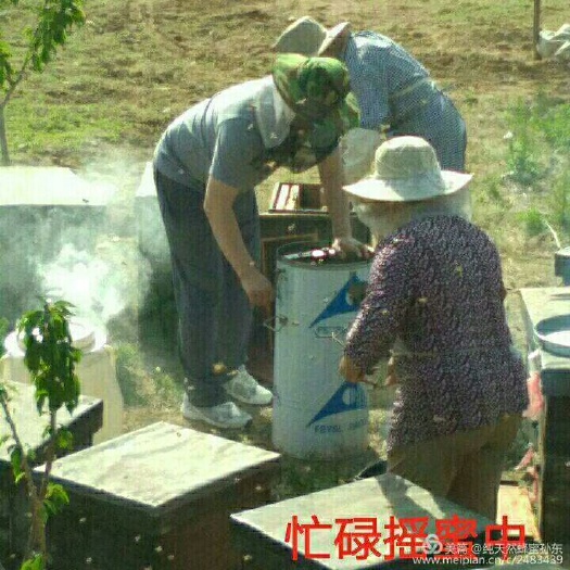 泰安 纯正蜂蜜天然槐花蜜