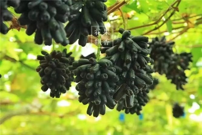 昌黎县蓝宝石葡萄苗 夏黑占木嫁接苗实生苗 裸根苗