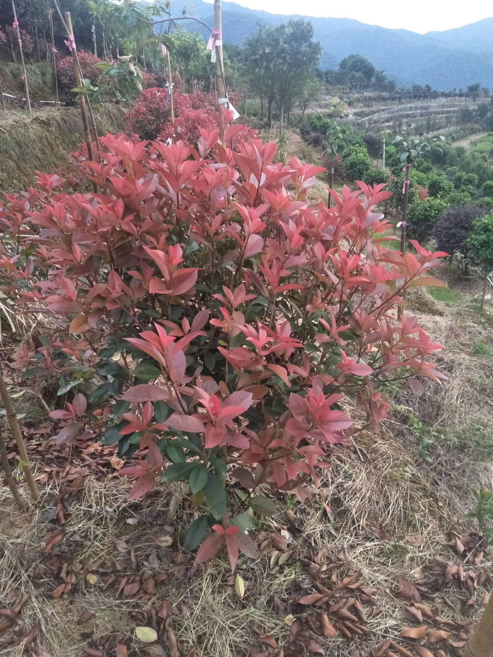 紅葉石楠球 