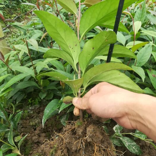 始兴县粉红黑老虎苗