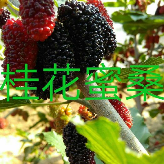 海宁市果桑苗