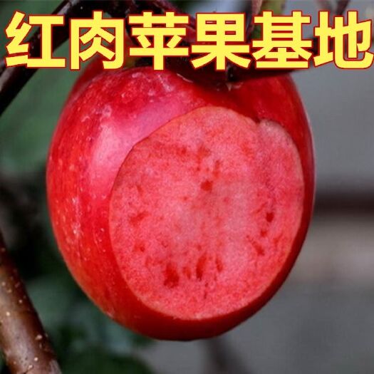 红肉苹果树苗 1~1.5米