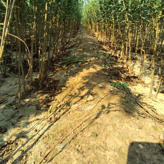 泰安泰山大红石榴树苗  石榴酸甜可口个大耐存