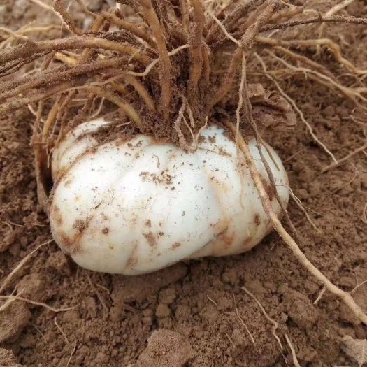 兰州兰州百合 3cm-5cm 