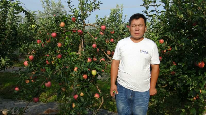 鲁丽苹果苗 矮化中间跕！早熟！全红！免套袋！高抗碳疽病！