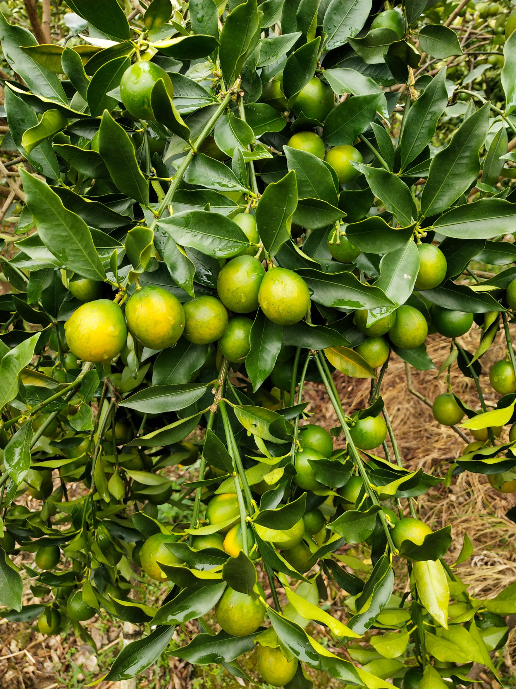 脆皮金桔 3-4cm 1两以下