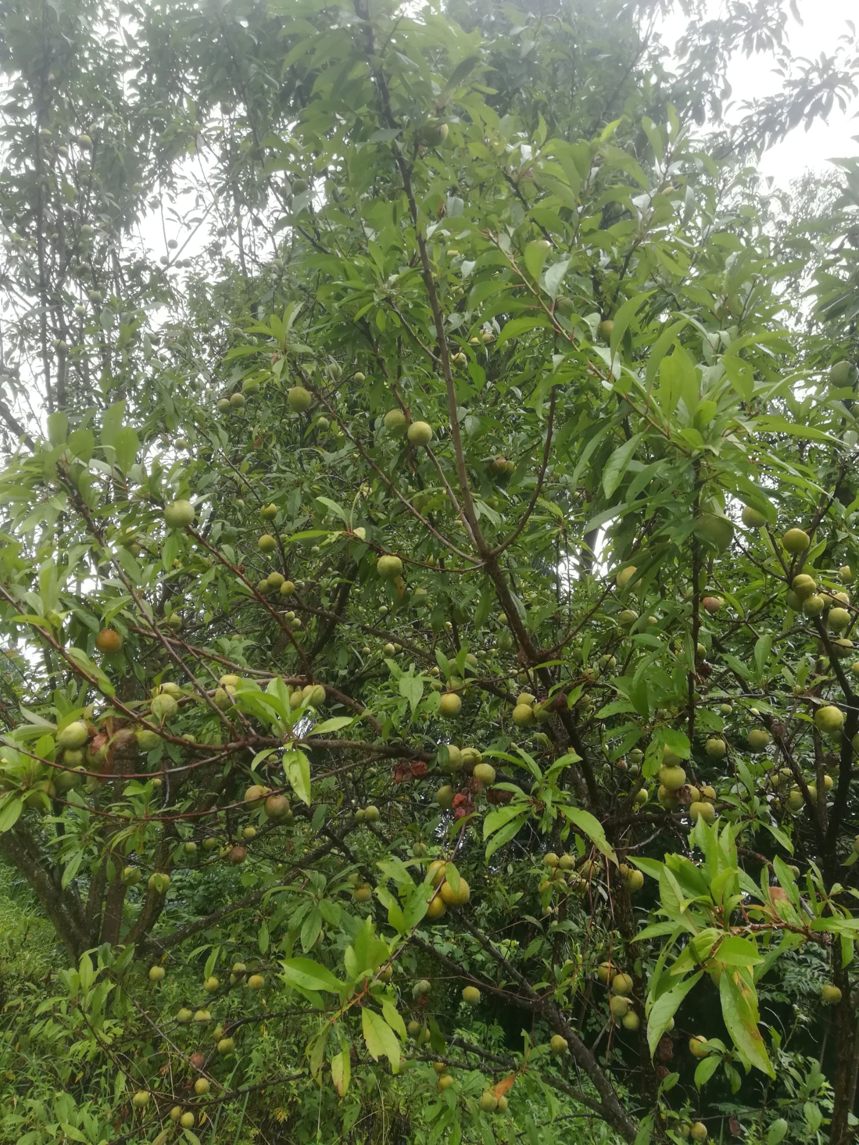 旱地 合作 20~30年 50~100亩