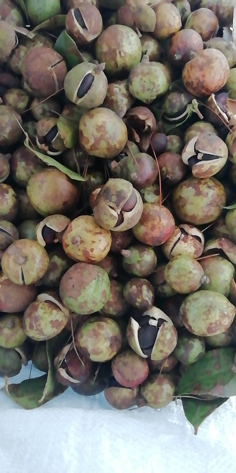 油茶籽 油茶果