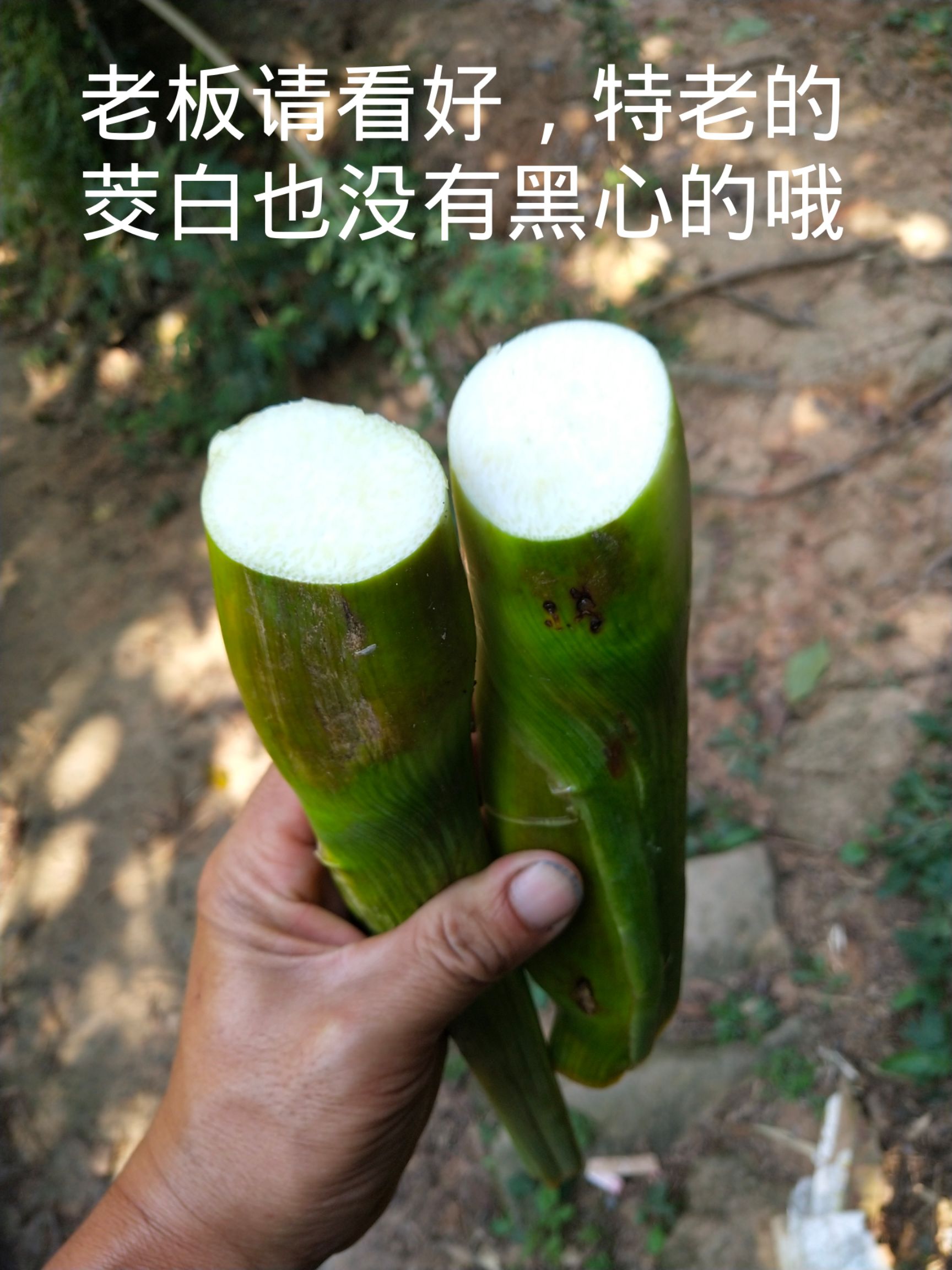 茭白种苗
