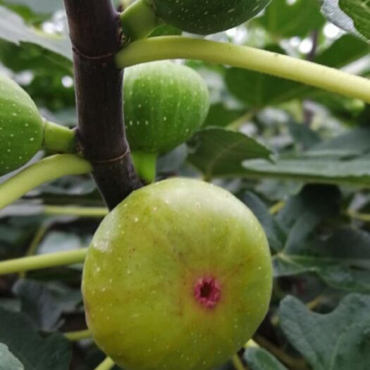 平邑县金傲芬无花果苗 