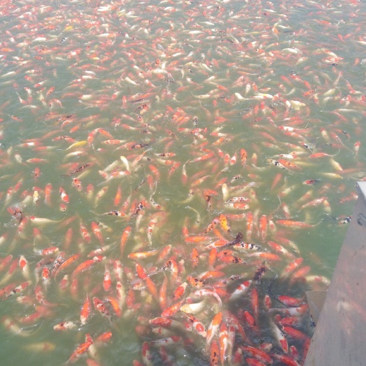 镇平县锦鲫