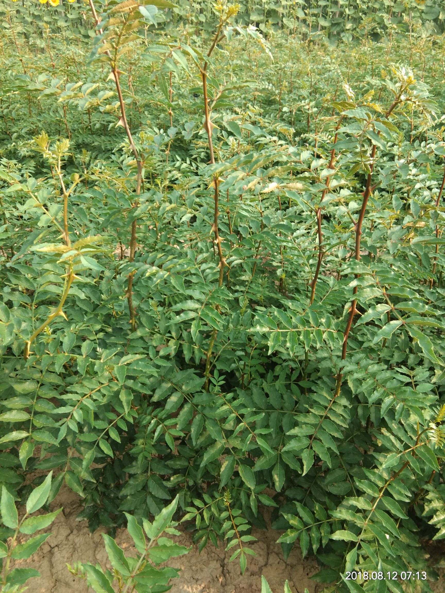  山西原产地发货，当年花椒苗