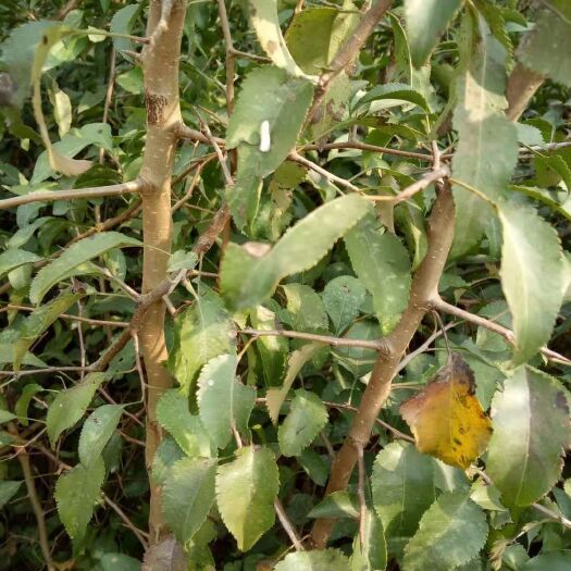 深州市杜梨苗 0.5~1米