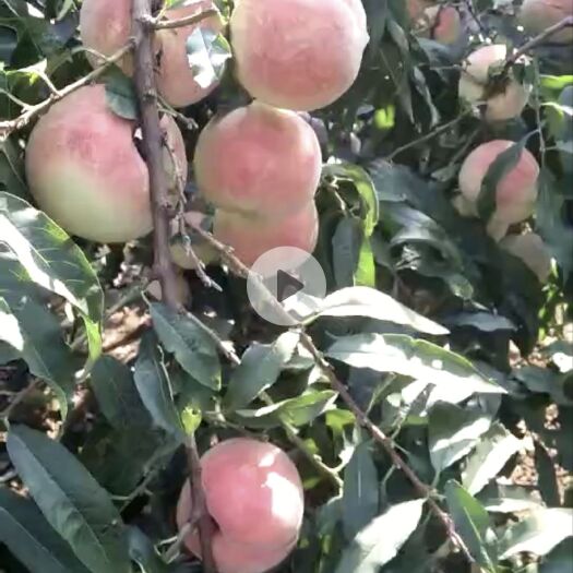 昌乐县映霜红蜜桃 60mm以上 4两以上