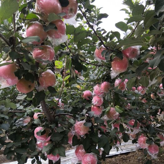 晋州市红富士苹果 75mm以上 片红 纸+膜袋