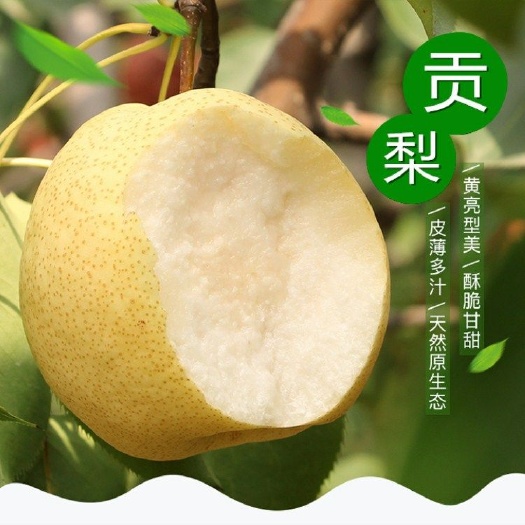 彬州市酥梨 70mm以上 250-300g