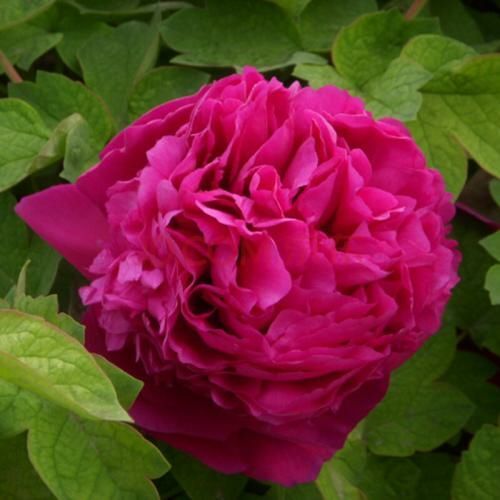 平邑县 牡丹花苗，七色观赏花，品种纯正保湿发货