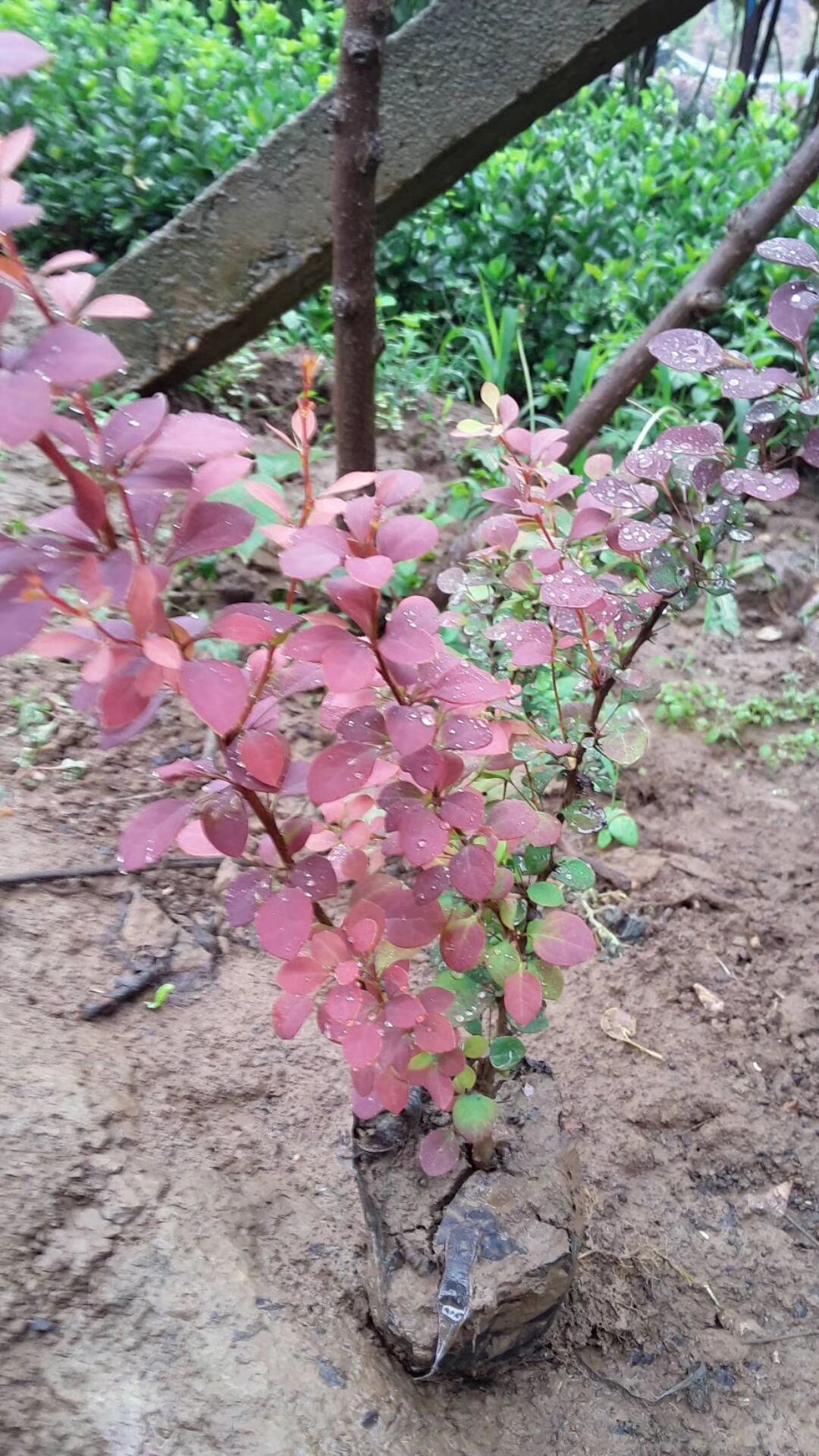 紅葉小檗  綠化工程樹苗庭院植物苗紫葉小檗苗綠籬苗紫葉小檗