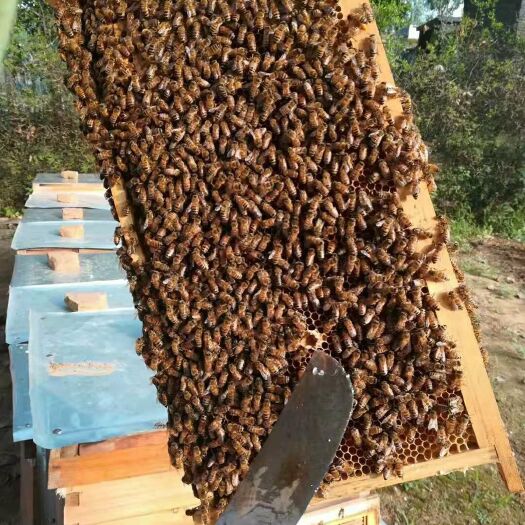 泌阳县荆花蜜 塑料瓶装 80%以上 2年以上 荆条蜜
