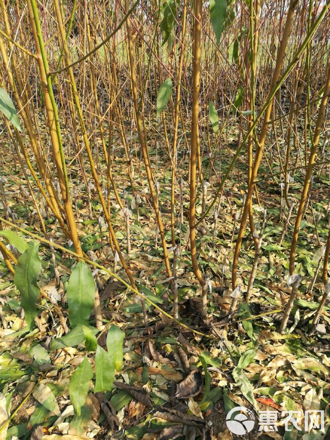  沂蒙霜红2号苗，晚熟品种耐储存，基地培育现挖现发保湿发货