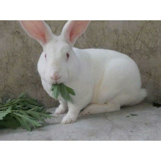 桐庐县肉兔 5斤一只的活体兔，