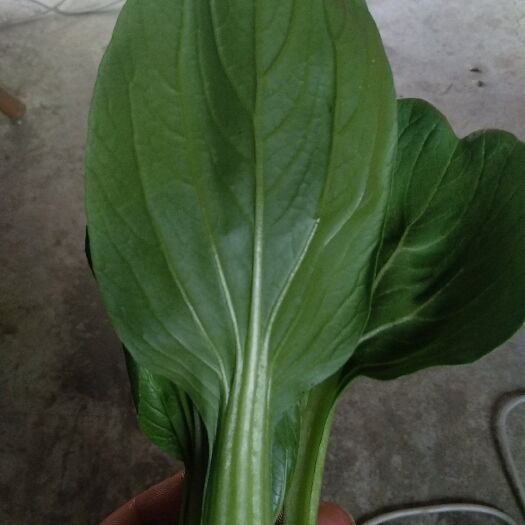 南通金品28青梗菜 1~2两