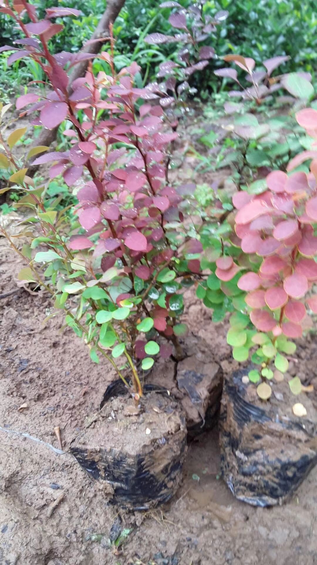 紅葉小檗  綠化工程樹苗庭院植物苗紫葉小檗苗綠籬苗紫葉小檗