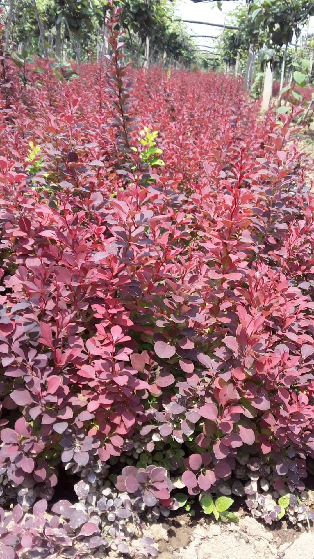 紅葉小檗  綠化工程樹苗庭院植物苗紫葉小檗苗綠籬苗紫葉小檗